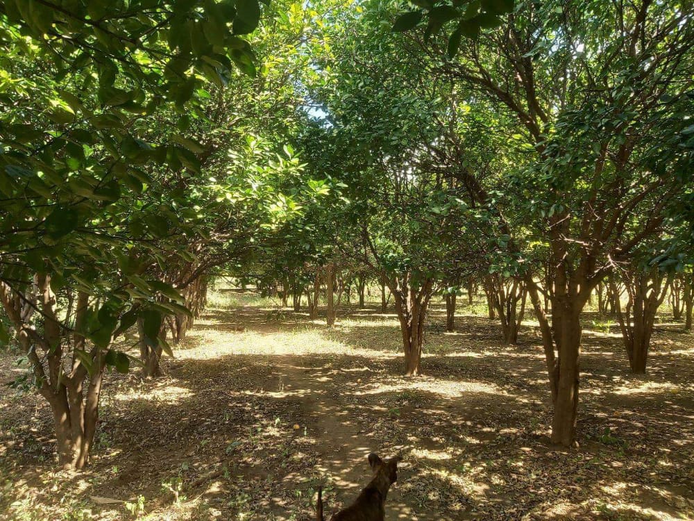 Se Vende Finca en Villa el Carmen